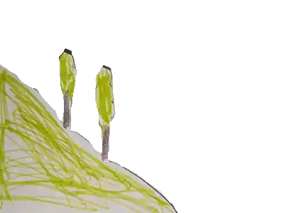 inscription ea033b149b03330e680dfd2c1ffe627cd765de6ebf7431329d92bf4df93117bfi0